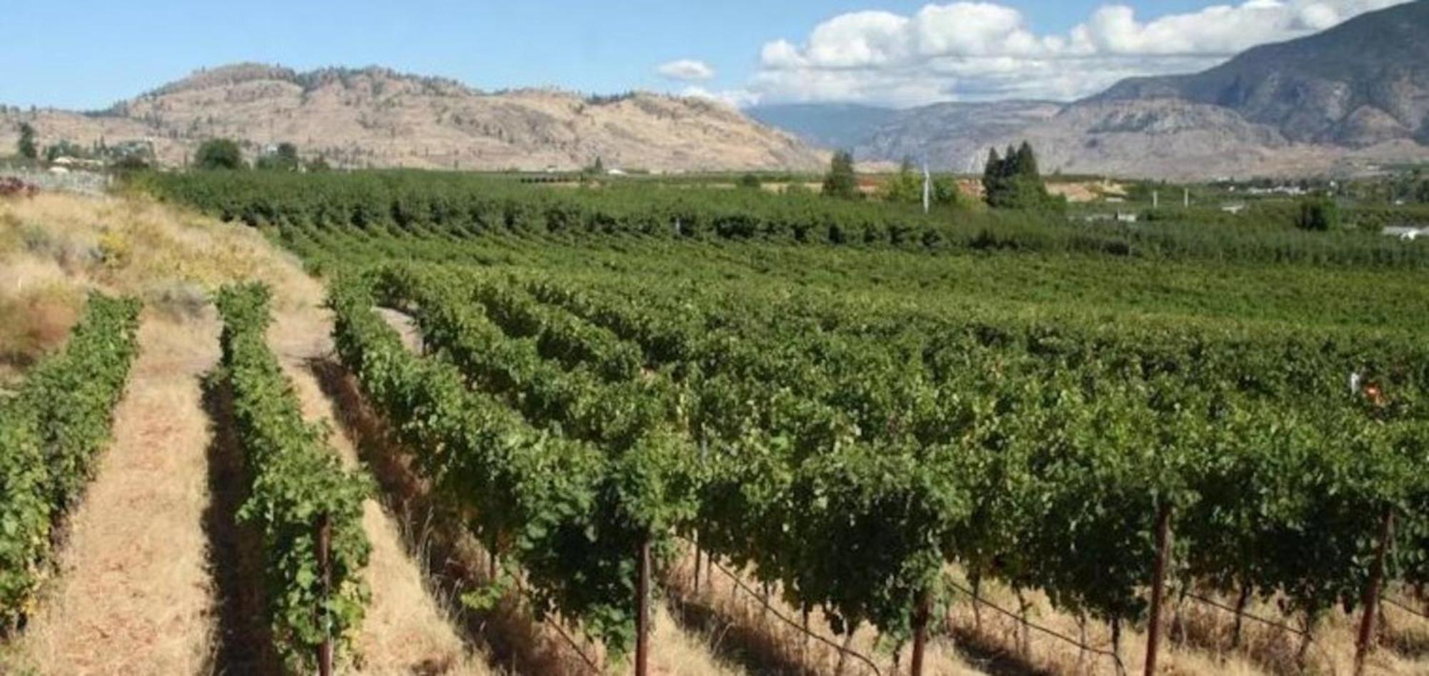Holiday Inn Hotel & Suites Osoyoos By Ihg Luaran gambar